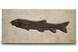 Fossil Fish (Notogoneus) From Wyoming - Huge For Species! #313931-1